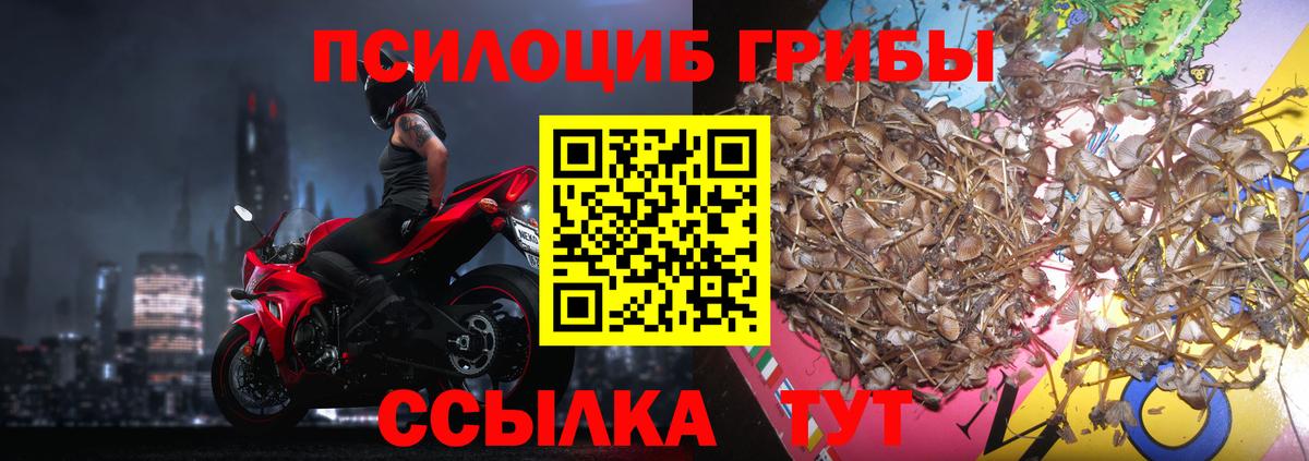 Галлюциногенные грибы Psilocybine cubensis  Галлюциногенные грибы прущие грибы  Каспийск 